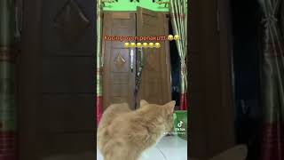 Download lagu Kucing oren takut suara hantu #lucu #tiktok mp3 Download lagu Kucing oren takut suara hantu #lucu #tiktok mp3