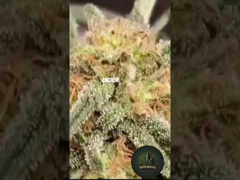 Low stress training your marijuana plants. How to do LST.