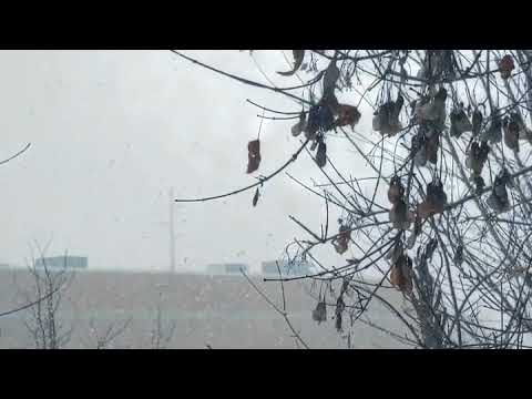 Billings Montana Snow Day