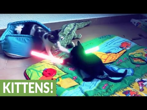 Jedi kittens face off in epic lightsaber battle