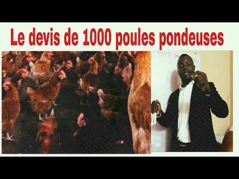 , title : 'Le devis de 1000 poules pondeuses. voici le devis normal: élevage.'