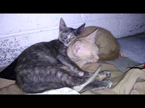 My Rescued Fawn-Colored Kitten and Dilute Tortie Female Little Muffin - VID 20170811 133219