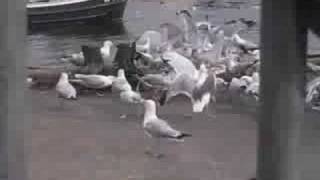 Seagulls are Kleptomaniacs the Movie