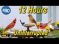 12 Hours of Wild Birds | TV for Cats 😻 🐦Uninterrupted CatTV