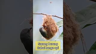 Download lagu SARANG BURUNG CABAI BUNGA API | PHONESCOPING #phonescoping #telecopy #teleskophandmade #kemade mp3 Download lagu SARANG BURUNG CABAI BUNGA API | PHONESCOPING #phonescoping #telecopy #teleskophandmade #kemade mp3