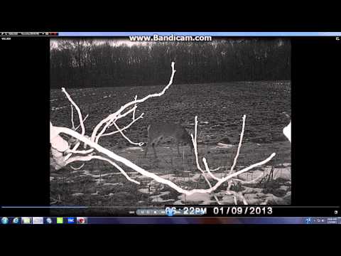 Small buck followed by Big buck