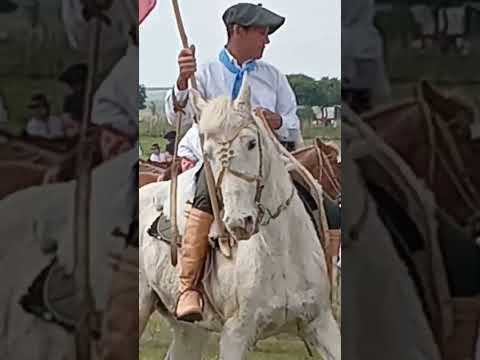 Caballos de Uruguay 🇺🇾 #shorts #nature #poneis #shortvideo #solis chico canelones Uruguay