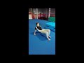 Virtual Lesson 1 Kindergym And Mini Movers 2 5yrs Handstands