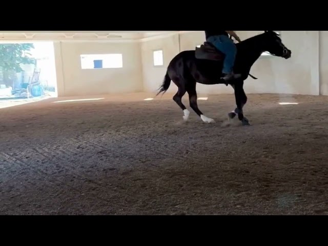 Jument Quarter Horse A vendre 2021 Bai brun par COLONELS SHINING GUN