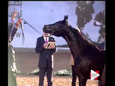 N.185 NOOR AL RASEES - Ajman 2016 - Colts 2 years old (Class 8A)