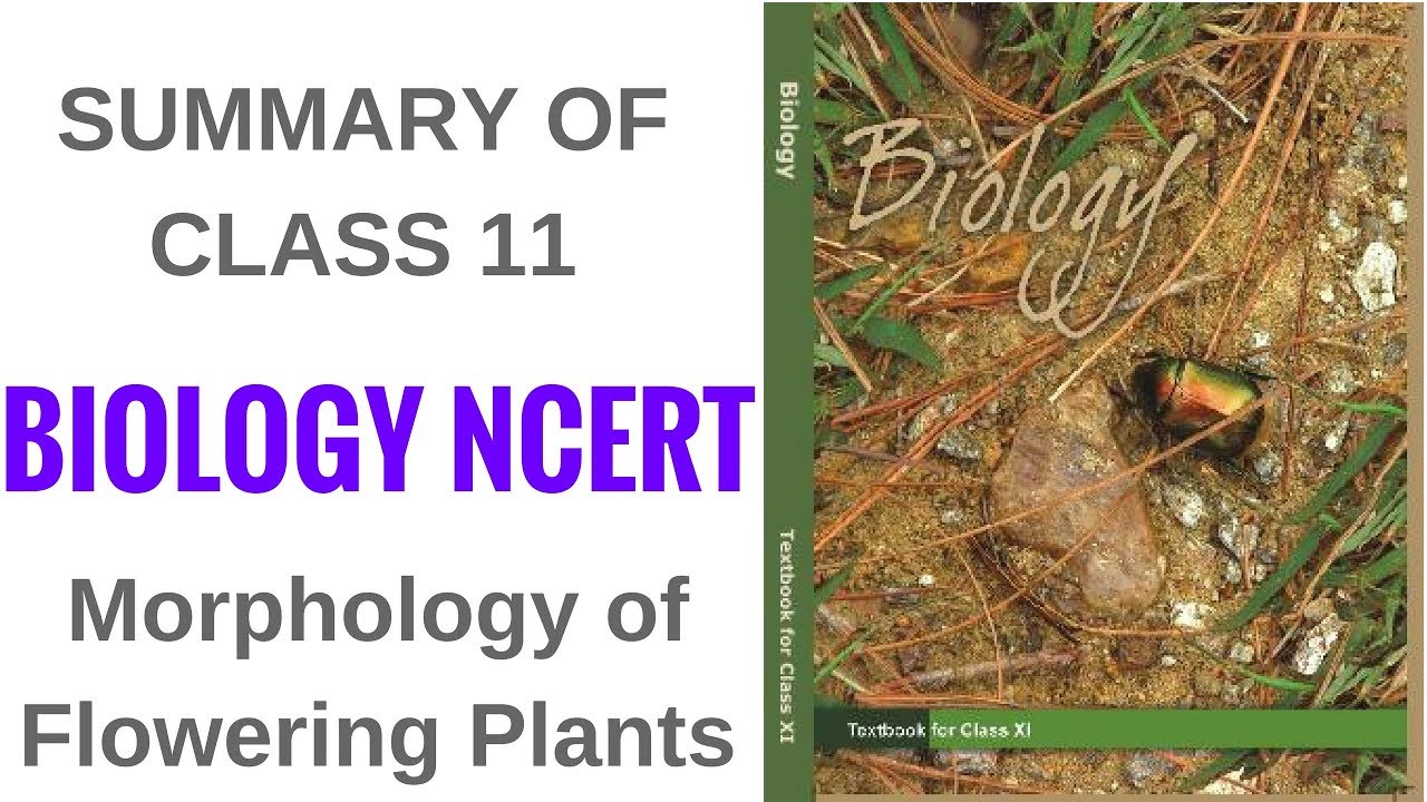 Summary of Class 11 Biology NCERT- Morphology of Flowering Plants