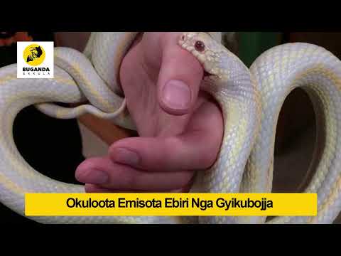 okuloota nga emisota ebiri nga gyikubojja nokwata ko gumu