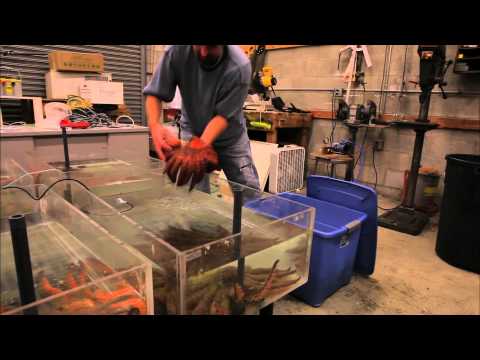 Мистериозен вирус разлага милиони морски звезди