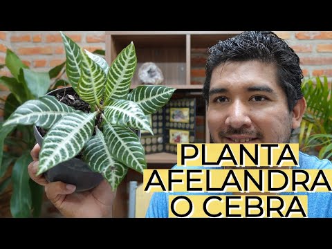 , title : 'Planta Afelandra / Cuidados de la Planta Cebra / Aprendiendo a Cuidar'