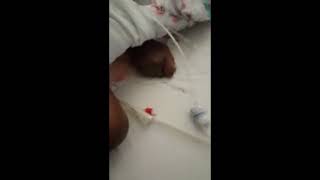 formiche-sulla-paziente-intubata