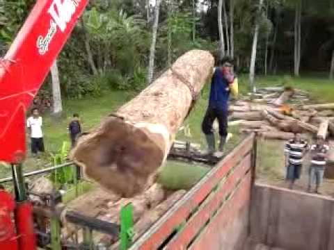 download lagu mp3 mp4 Sonokeling Wood, download lagu Sonokeling Wood gratis, unduh video klip Sonokeling Wood