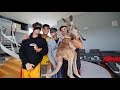 SURPRISING LUCAS AND MARCUS WITH BABY KANGAROOS! SURPRISING LUCAS AND MARCUS WITH BABY KANGAROOS!