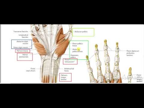 Hand muscles