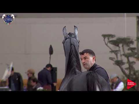 N 12 AMALTEA REGALIS   European Championship 2019   Yearling Fillies Class 3A