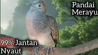 Download lagu PANCINGAN PERKUTUT SUARA JERNIH GAMPANG NYAUT CEPAT GACOR.  mp3