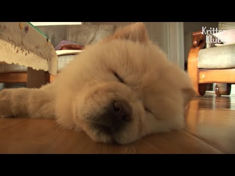 Chubby little Chow Dog Going Super Naughty = LoVe | Kritter Klub