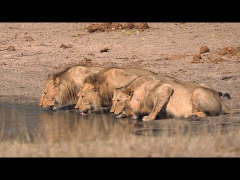 Very thirsty lion drinking  -3 young males & female plus BONUS sighting of the same lion Kruger Park