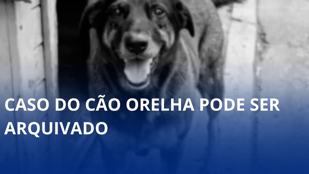 Morte do cão Orelha continua repercutindo em Santa Catarina