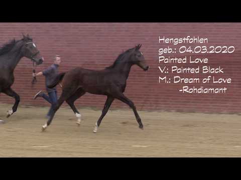 Hengstfohlen, geb. 2020,V.:  Painted Black - M.: Dream of Love