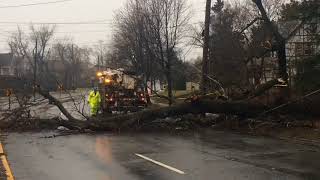 Fallen tree blocks traffic on Staten Island
