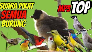 Download lagu suara pikat semua jenis burung kecil   | mp3 suara burcil mp3