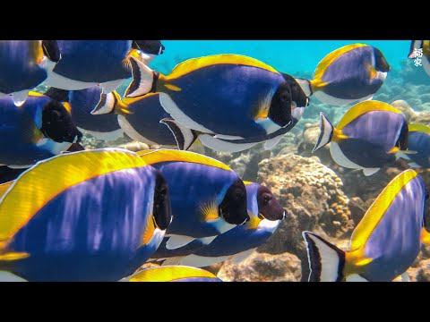 Under Red Sea 4K (Ultra HD) - Tropical Fish, Coral Reef - Relaxing Sleep Meditation Music