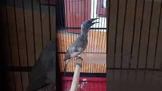 Download lagu Koak kaok lombok / Cucak timor gacor #burung #koak mp3