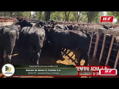 26-06-24 - Remate de Nestor Hugo Fuentes S.A. -  General Acha, La Pampa