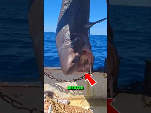 Este Tiburón no tiene dientes 🦈😱 #animals #animal #shorts #viralshorts