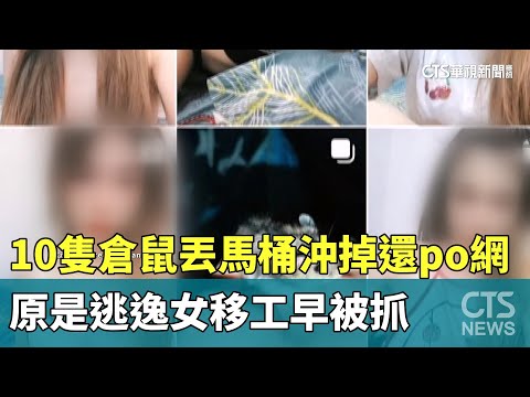 10隻倉鼠丟馬桶沖掉還po網！　原是逃逸女移工早被抓