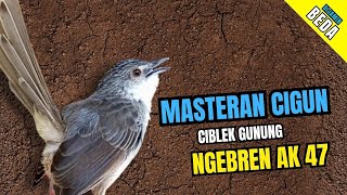 Download lagu Cigun Gacor Ngebren Ak 47 | Masteran Cigun Bren mp3 Download lagu Cigun Gacor Ngebren Ak 47 | Masteran Cigun Bren mp3