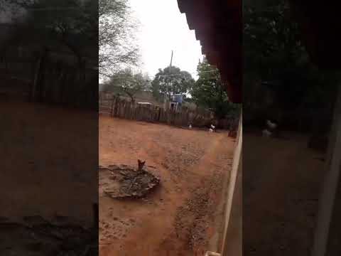 galera dá uma olhada vídeo como está o Sul do Piauí chovendo município de Paes Landim Piauí jabuti