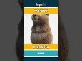 marmot - marmota video thumbnail