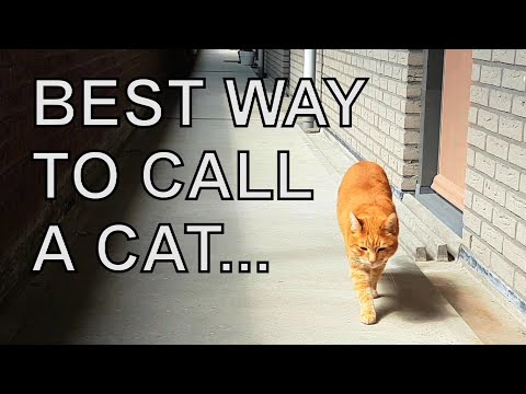 Alvi cat : best way to call a cat - YouTube