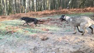 Feldmann und Bogus in Action II
