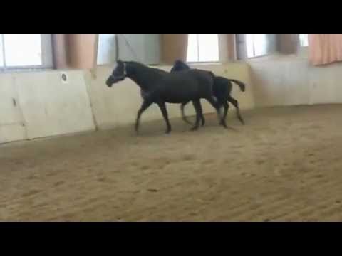 Dressurnachwuchs von Marseille