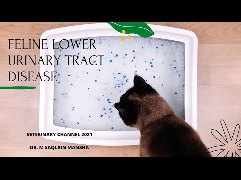 The Causes. Diagnosis, Treatment. and Prevention of Feline Lower Urinary Tract Disease