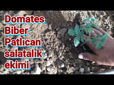 , title : 'Domates biber patlıcan ve salatalık ekimi nasıl yapılır. Tarım ve çiftçilik uygulamaları'