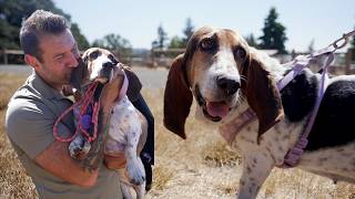 Haley the senior basset hound was saved from a kill shelter and now were going to find her a home