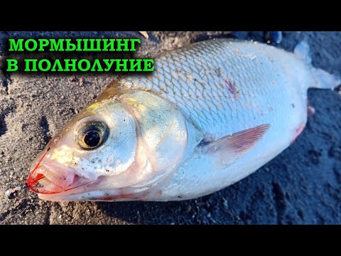 МОРМЫШИНГ В ПОЛНОЛУНИЕ