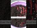 It S TOO EASY To GROW Chillies From Chillies