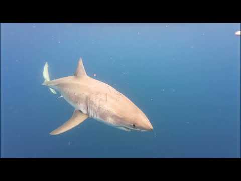Commercial Deep Drop Fishing for Bar Cod