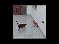The Funniest Animal Videos Of All Time