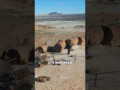 Un bosque petrificado de 150.000.000 de años