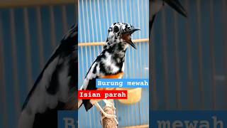 Download lagu murai blorok gacor cor full isian, warna mewah isian parah mp3 Download lagu murai blorok gacor cor full isian, warna mewah isian parah mp3